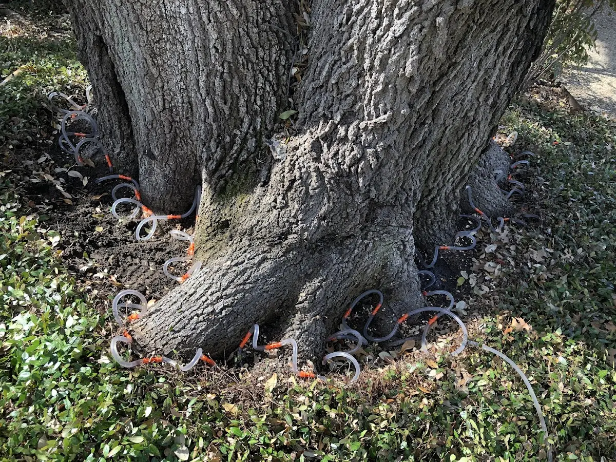 Detailed Tree Cabling and Bracing job site in Spearfish
