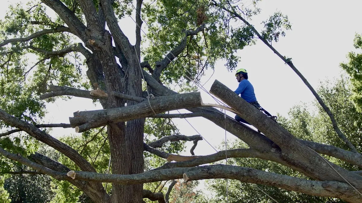 Professional Crown Thinning performed by certified arborists in Spearfish